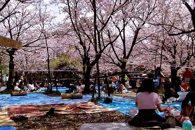 Poco a poco los plásticos azules van cubriendo el suelo debajo de los árboles de sakura