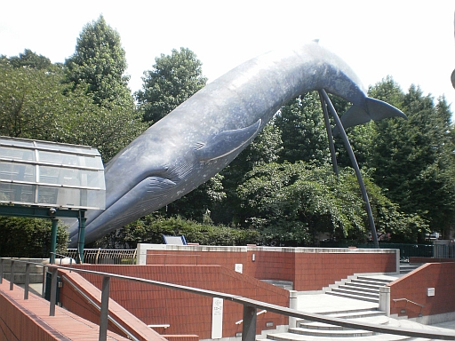 En otro de los museos que visitó, el de Ciencias Naturales se encuentra esta estatua de tamaño natural de una ballena azul.  