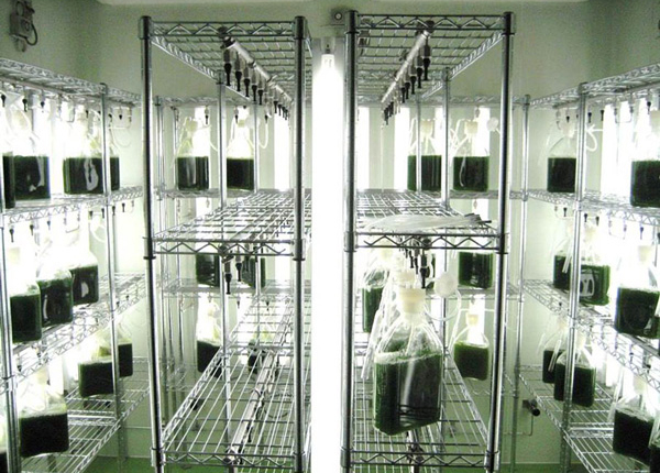 12-Botryococcus braunii by Imou