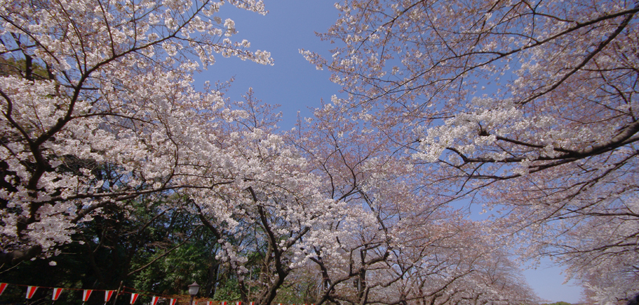 Ueno Park 1(c)Yasufumi Nishi(slash)(c)JNTO