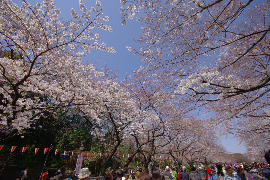Primavera en Japón: la tradición del hanami Ueno Park 1(c)Yasufumi Nishi(slash)(c)JNTO