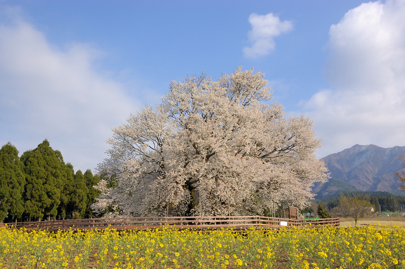 一心行の大桜_(熊本県南阿蘇村)2