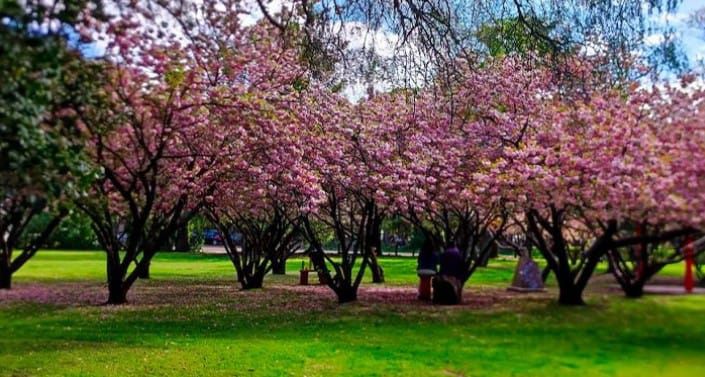 Jardín Japones Necochea