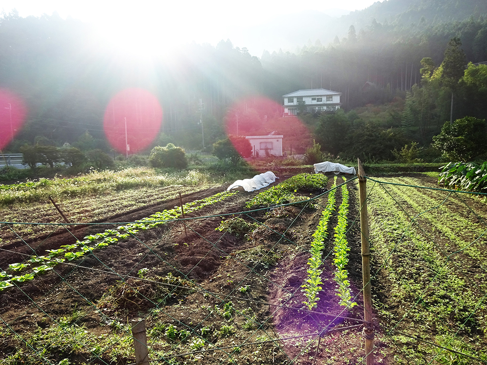 Huerta de verduras